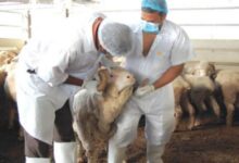 الطب البيطري