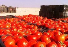 المنتجات الزراعية