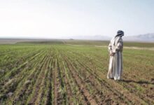 أسعار الأعلاف