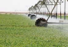 واسط الزراعية