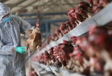 إنفلونزا الطيور